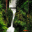 Fairy Forest Screensaver Windows 7