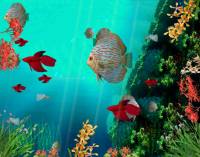 Coral Reef Aquarium 3D Animated Wallpaper screenshot