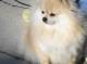Pomeranian Screensaver