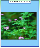 ImageZoom Viewer .Net Control