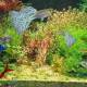 Virtual Guppy Fish Screensaver