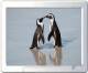 Happy Penguins I Screensaver Happy Penguins I Screensaver