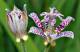 Gallery of Flowers Screensaver Gallery of Flowers Screensaver