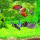3D Severum Fish Screensaver