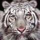 Tigers Free Screensaver Tigers Free Screensaver