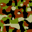 Camouflage Windows 7