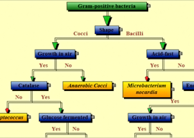 FlowChartX Pro screenshot