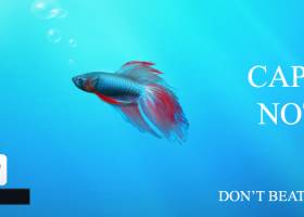 CAPSLOCK Notifier screenshot