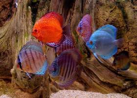 Aquarium Fishes Free Screensaver screenshot