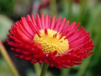 Spring Flowers Screen Saver screenshot