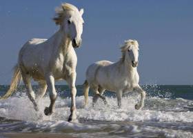 Adorable Horses HD Screensaver screenshot