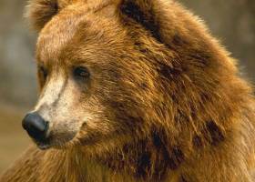 Mighty Bears Free Screensaver screenshot