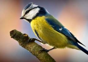 Colorful Birds HD Screensaver screenshot