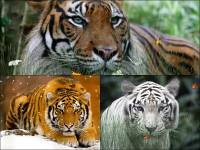 Wild Tigers Animated Wallpaper screenshot