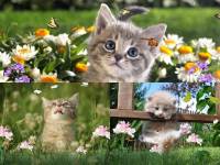 Sweet Kittens Animated Wallpaper screenshot