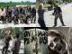 The Walking Dead Animated Wallpaper